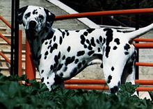 Dalmatialainen