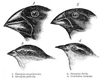Een tekening van enkele van Darwin's vinken die de verschillen in hun snavels laat zien.