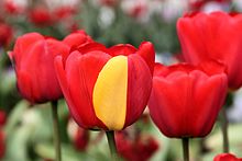 Red tulip with half yellow petal due to a mutation