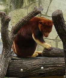 Tree-kangaroos deviate with its approximately equally long front and hind legs clearly from the construction-plan of the remaining kangaroo-types
