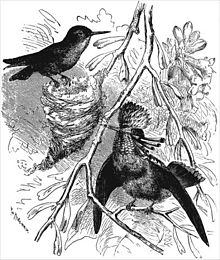 Illustration aus The Descent of Man and selection in relation to sex von Charles Darwin mit dem Tufted Coquette Lophornis ornatus, links weiblich, rechts männlich verziert.