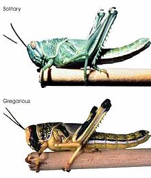 Solitære (øverst) og flokagtige (nederst) nymfer af ørkengræshoppe
