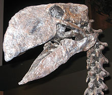 Gastornis schedel.