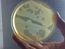 Eine Petrischale mit Dictyostelium