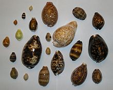 shells of various cowries­, of which 200 are known so far