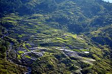 Ryžové polia v okrese Dili