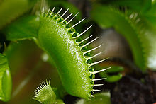 The Venus flytrap is exclusively distributed in the Wilmington region