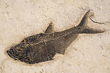 Diplomystus dentatus da Formação do Rio Verde, uma Eocene Lagerstätte