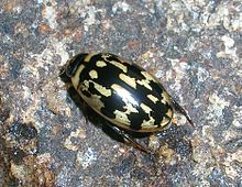 Sandracottus is een van de 160 geslachten van de Dytiscidae