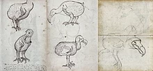Piirroksia dodosta VOC-laivan 'Gelderland' matkapäiväkirjasta (1601-1603).  