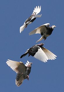 Pombos batendo suas asas