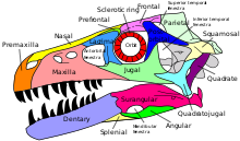 Gelabeld diagram van een typische archosaurusschedel, de schedel van Dromaeosaurus  
