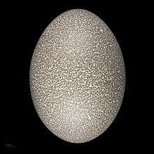 huevo de Dromaius novaehollandiae  