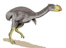 Restauración de Dromornis stirtoni