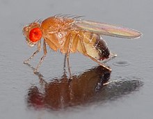 Η Drosophila melanogaster , ένα από τα πιο διάσημα πειραματόζωα της γενετικής.