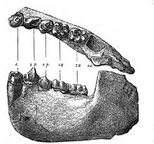 The lower jaw of Dryopithecus fontani