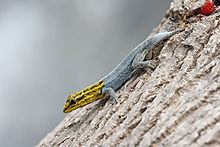 Gecko de cabeça amarela anã com rabo regenerador