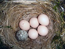 Cuib de Phoebe de Est, cu un ou de pasăre de câmp cu cap maro care arată foarte diferit de ouăle gazdei