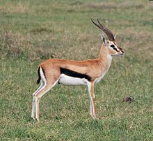 Western Thomson's gazelle (Eudorcas nasalis) in the Ngorongoro Crater
