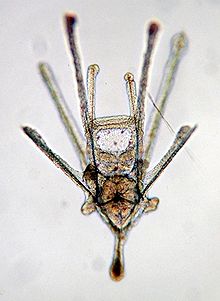 Una larva di echinoderma pluteo