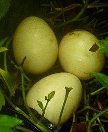 Eieren van Peafowl