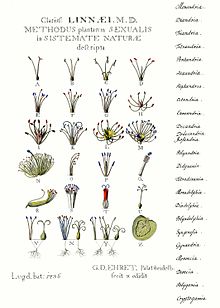 The drawing made by Georg Dionysius Ehret, on which he depicted Linné's classification system of plants.