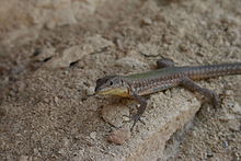 Lizard on Gozo