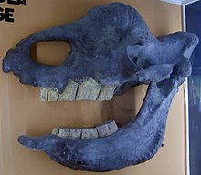 Skull of Elasmotherium sibiricum in the Museum of Natural History Berlin