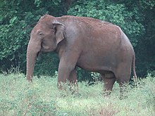 Male Asian elephant in Kaudulla National Park, Sri Lanka
