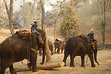 Trainingskamp voor olifanten.