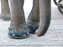Sandalias de elefante  