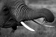 Trunk of an African elephant grabbing a bite