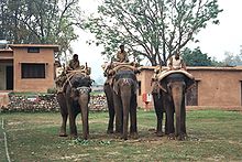 Three elephants with mahout in Corbett National Park in India