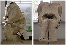 Skull of Elephas in lateral (left) and frontal (right) view; skull and mandible are short and high