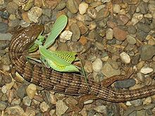 Una lucertola aligatore del sud che mangia una manite religiosa