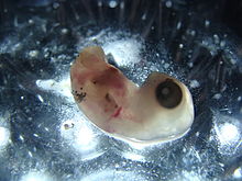 An embryo of the olive ridley turtle