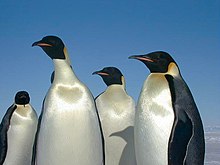 In tegenstelling tot tijgers, hebben pinguïns geen tanden en klauwen nodig om vleeseters te zijn. Zij voeden zich met schaaldieren, vissen, inktvis en andere kleine zeedieren.