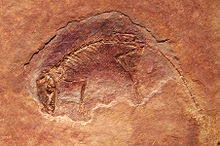 Calco fossile