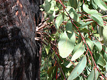 Shoots from the bark of a eucalyptus tree after a large bushfire, a survival strategy of plants after fire damage.