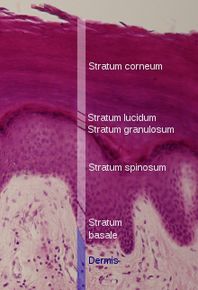 The epidermis of vertebrates (strong blue-red colour) is the only keratinizing squamous epithelium.