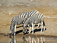 Een voorbeeld van de Namibische wilde dieren, de Vlakte Zebra, een focus van het toerisme