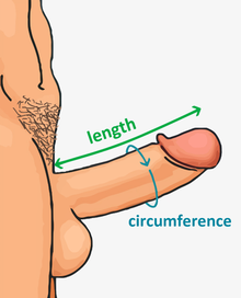 Mostrando como medir o comprimento e a circunferência do pênis