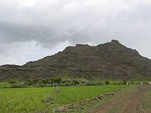 Field with teff in the highlands during the rainy season in July