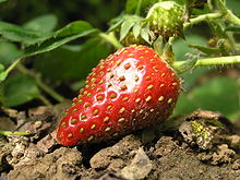 The false berry ("strawberry") with the clearly visible nutlets is particularly large in the case of the garden strawberry (Fragaria × ananassa)