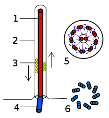 Schematic of a eukaryote flagellum, 1 - axoneme, 2 - cell membrane, 3 - mass transport within the flagellum, 4 - basal apparatus, 5 - cross-section through the flagellum outside the cell, 6 - cross-section through the basal apparatus inside the cell.