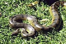 Groene anaconda glibberend in het gras  
