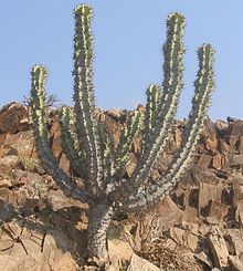 Una especie xerófila Euphorbia virosa  