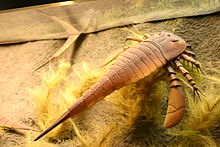 Model Eurypterus, dipamerkan di Museum Nasional Sejarah Alam Smithsonian: Aula Fosil