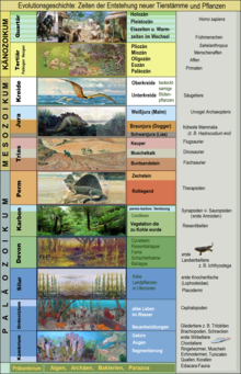 The present (recent) biosphere can be understood as the result of evolutionary history: Display panel focusing on the evolution of animals and plants in the Phanerozoic (Cambrian to present). The Precambrian is indicated at the very bottom as a narrow bar, but it is the longest period of Earth's history. Evolutionary history begins in the early Precambrian with chemical evolution. The taxa are not listed in their phylogenetic order, but in the order of their (first) appearance in the fossil record. During the "Cambrian explosion" many animal phyla arose almost simultaneously.