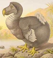 Il Dodo: un uccello senza volo delle Mauritius che si estinse nel XVII secolo.